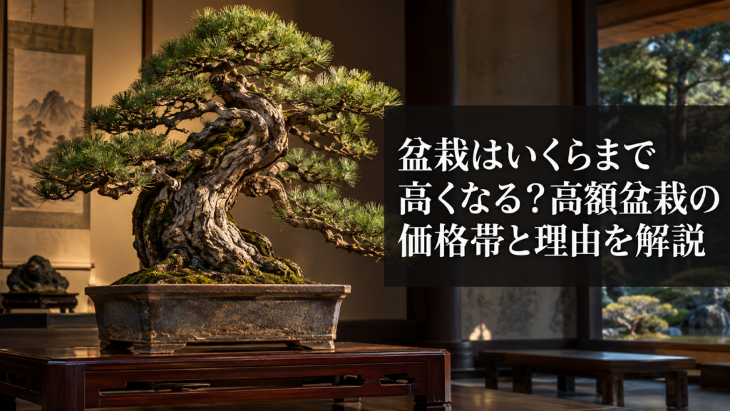 高級盆栽が高額になる理由
