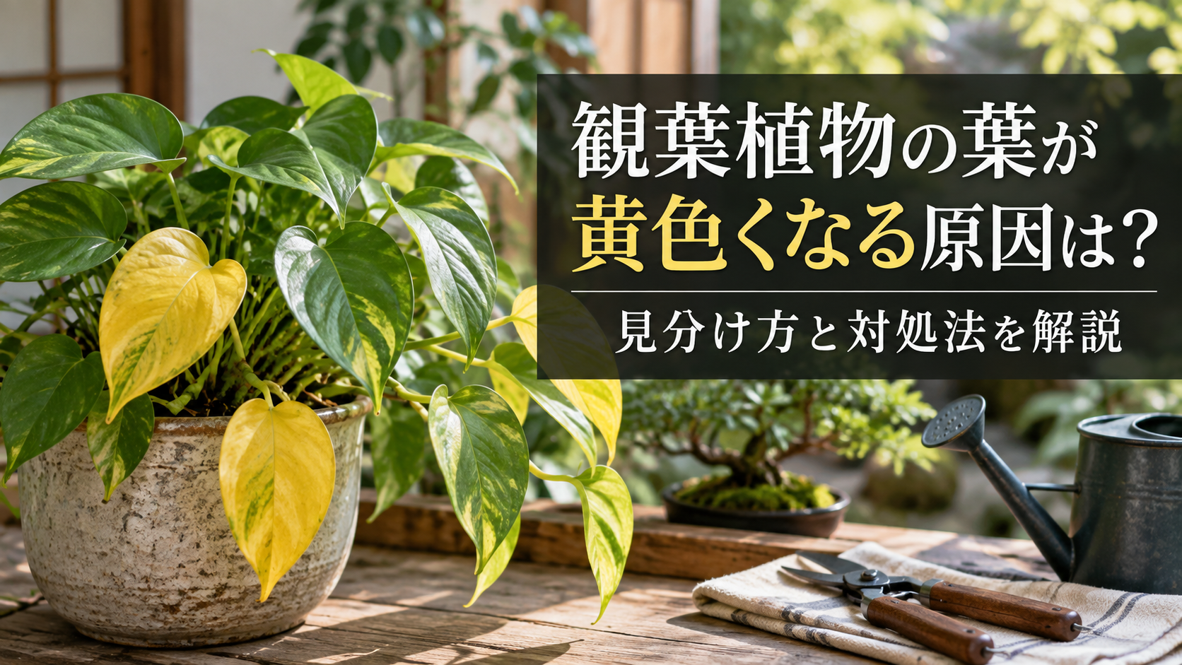 観葉植物の葉が黄色く変色している様子