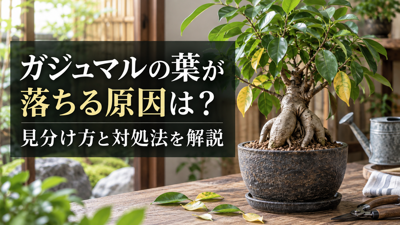 ガジュマルの葉が落ちる原因と見分け方