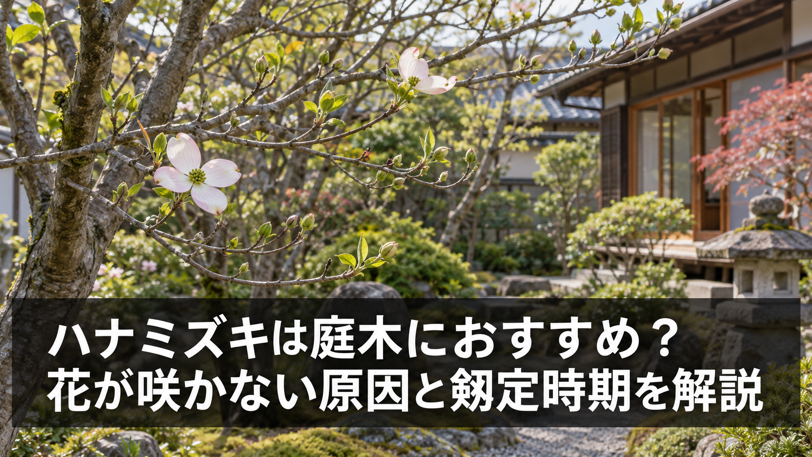 ハナミズキの花咲く庭木の様子