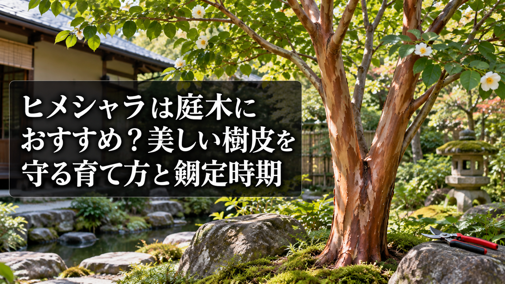 ヒメシャラの美しい樹皮と庭木の姿
