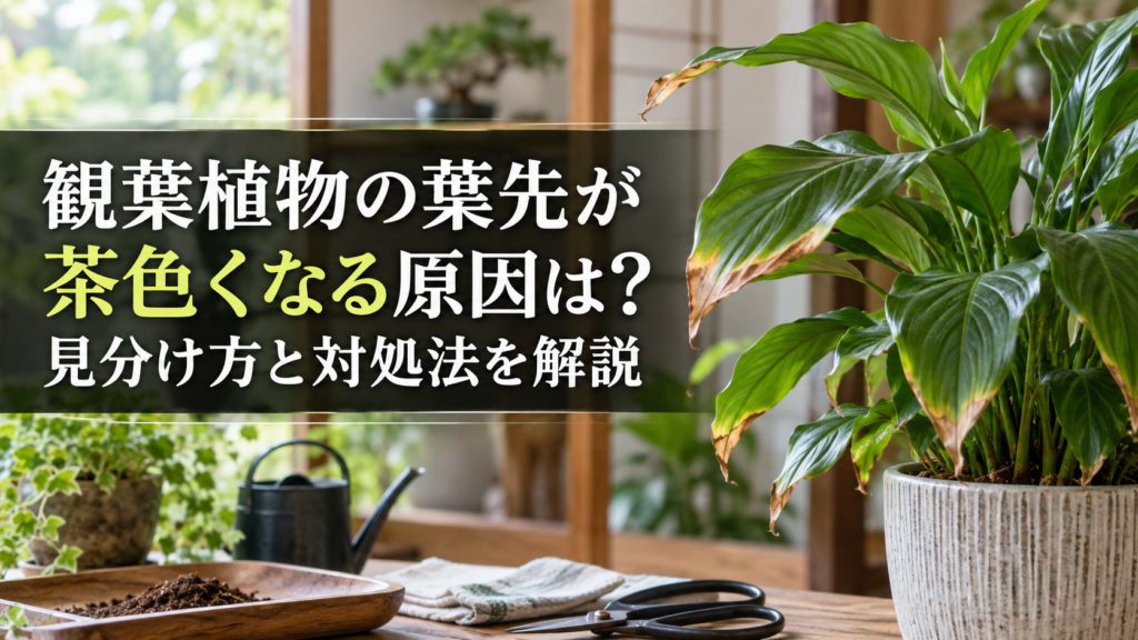 観葉植物の葉先が茶色くなる原因と対処法