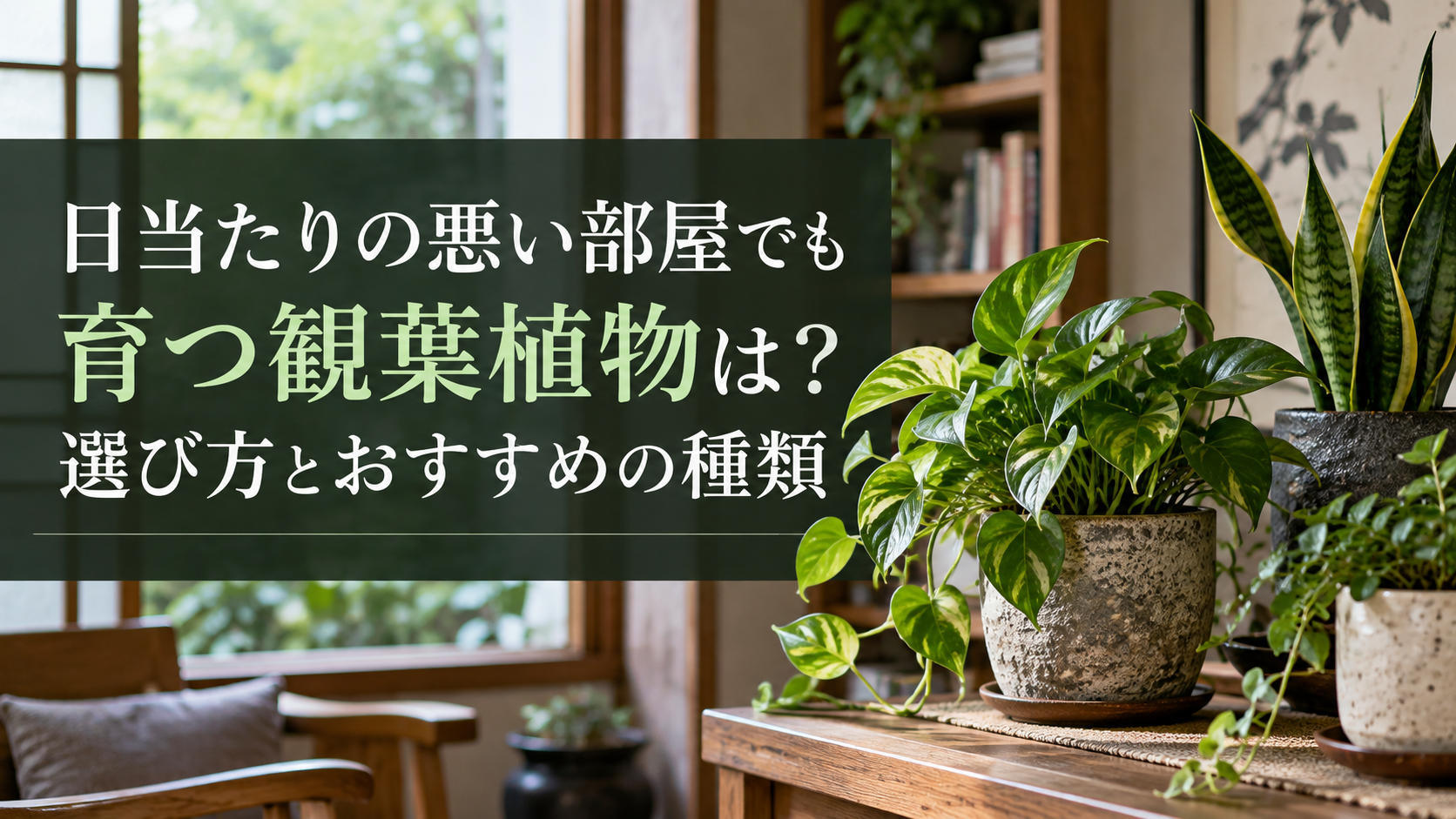 根腐れした観葉植物の復活手順の見極め方