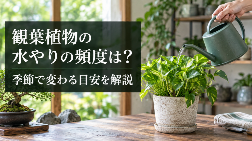 観葉植物の季節ごとの水やり頻度の目安