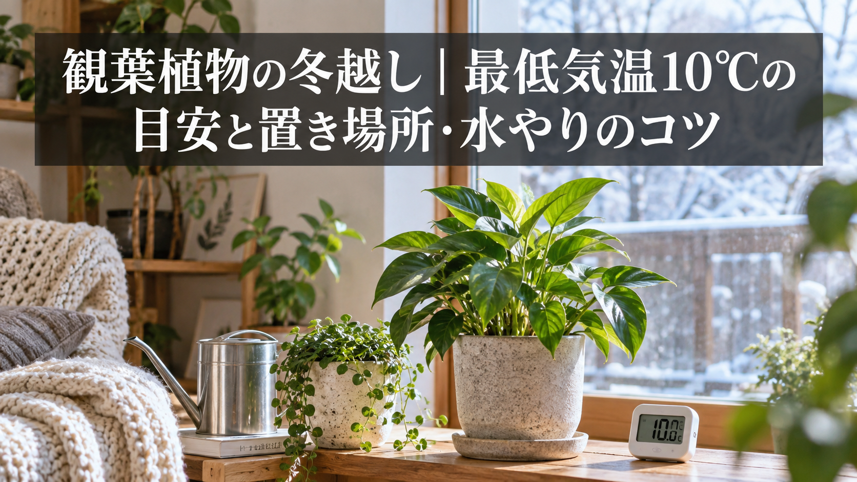 観葉植物の冬越しの置き場所と水やり