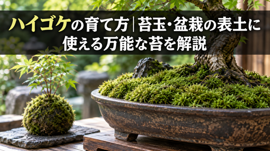 苔玉や表土に使えるハイゴケの育て方