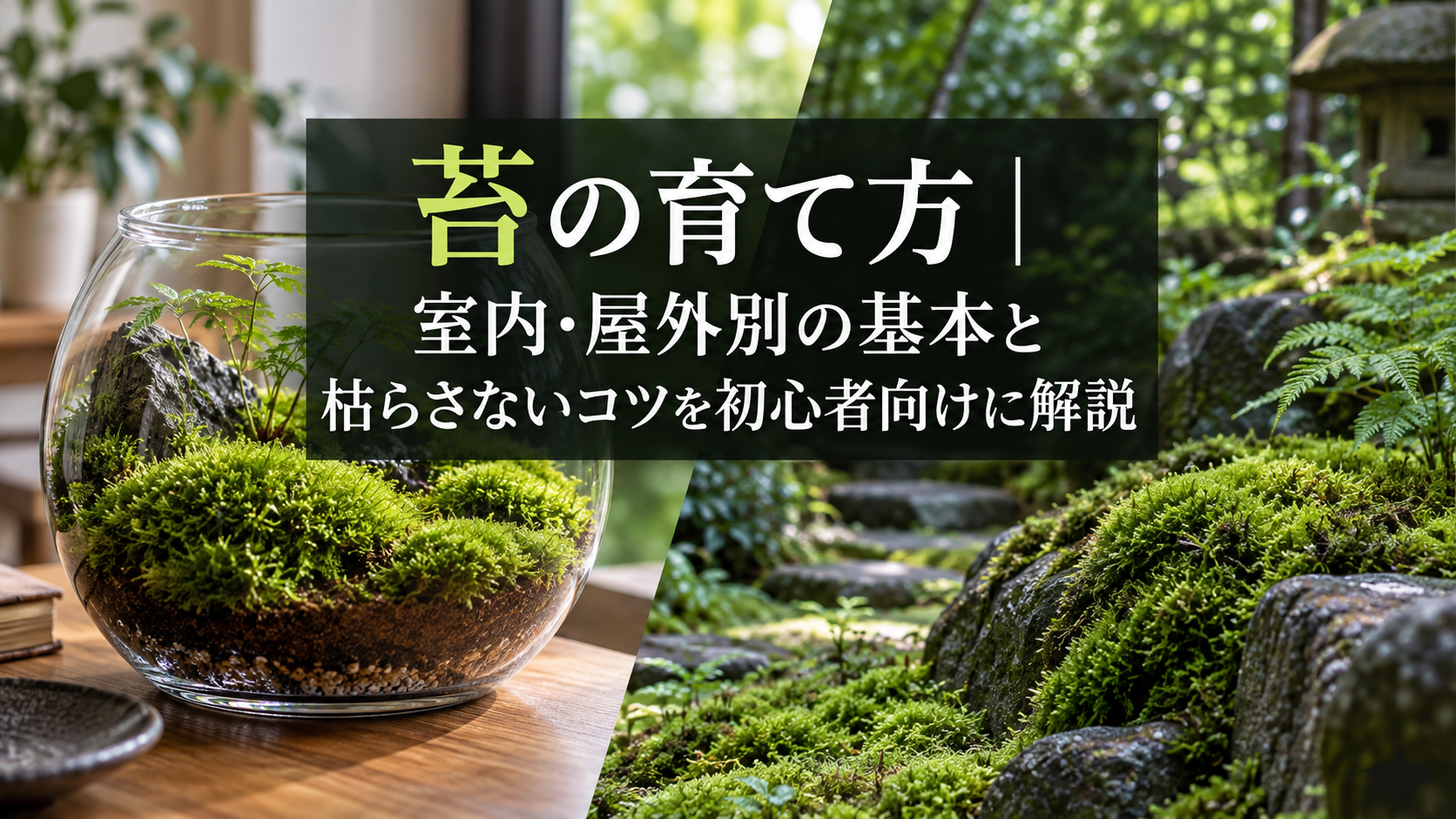苔の育て方の基本。室内と屋外の置き場所