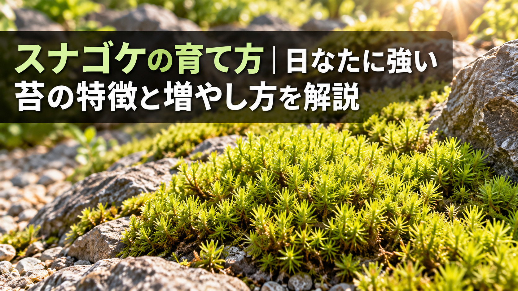 日なたに強いスナゴケの特徴と育て方