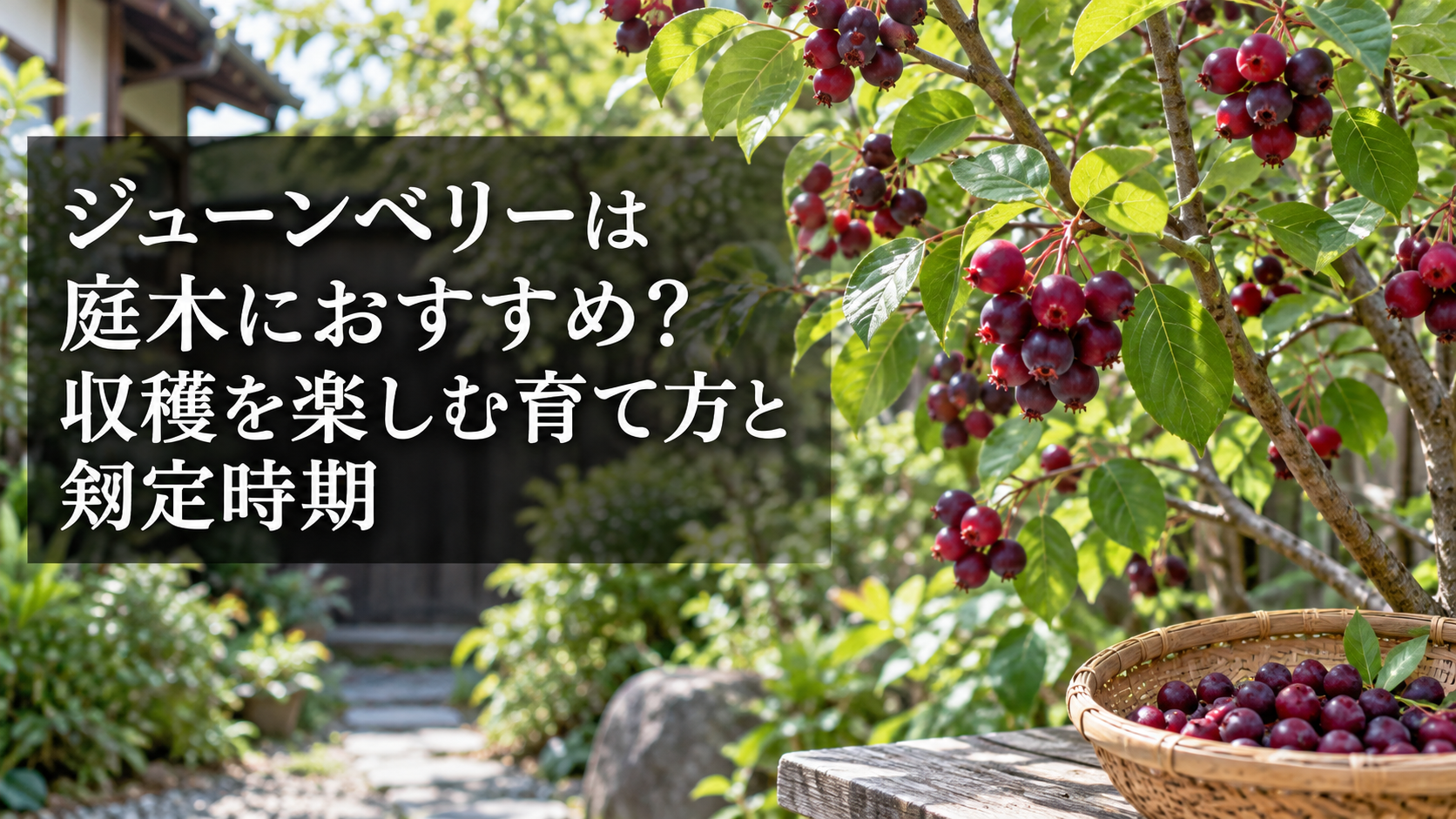 ジューンベリーの実と庭木としての剪定