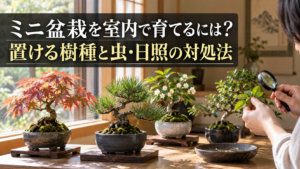 ミニ盆栽を室内で育てる樹種と虫の対処