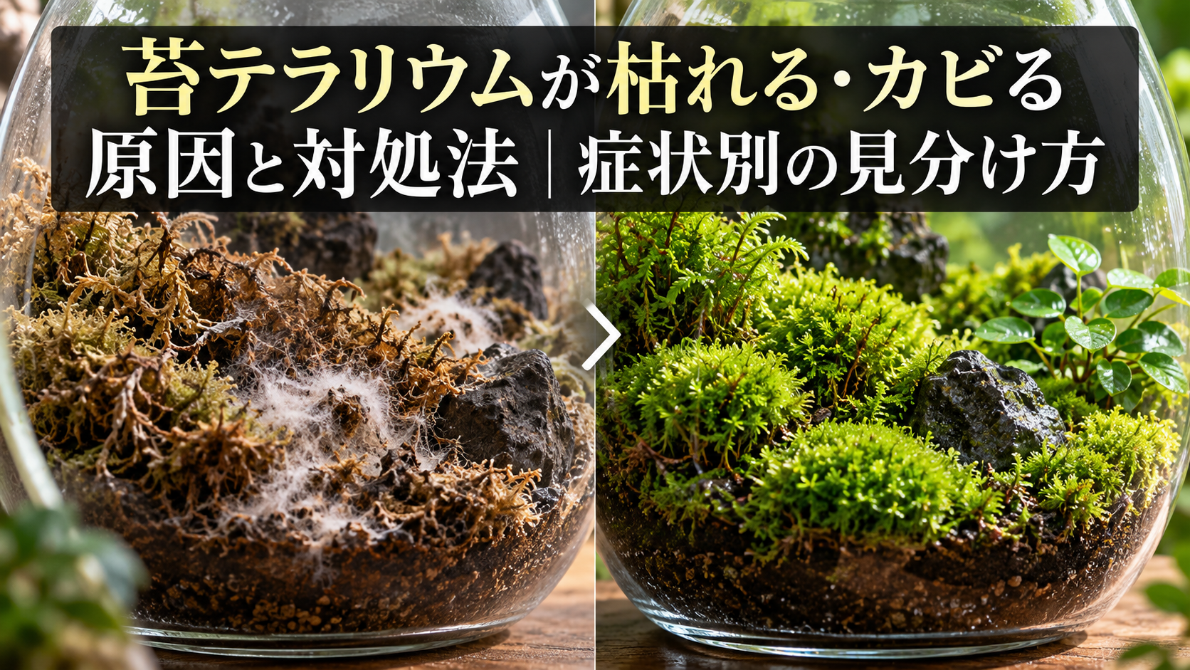 苔テラリウムが枯れる・カビる症状別の対処