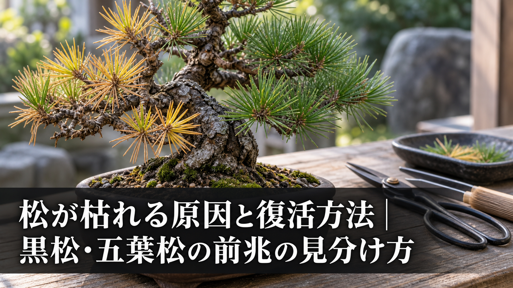 黒松・五葉松が枯れる前兆の見分け方