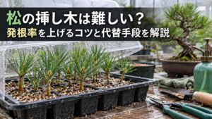 松の挿し木の発根率を上げるコツ