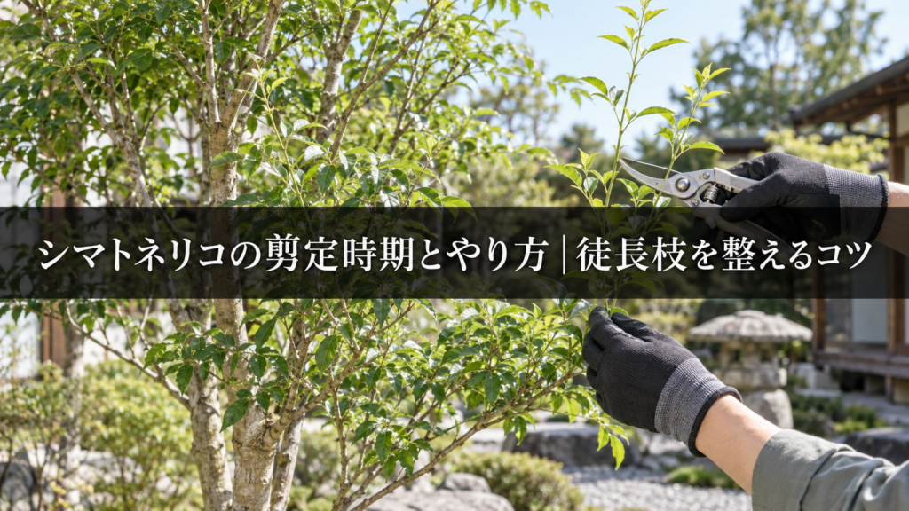 シマトネリコの徒長枝剪定の様子