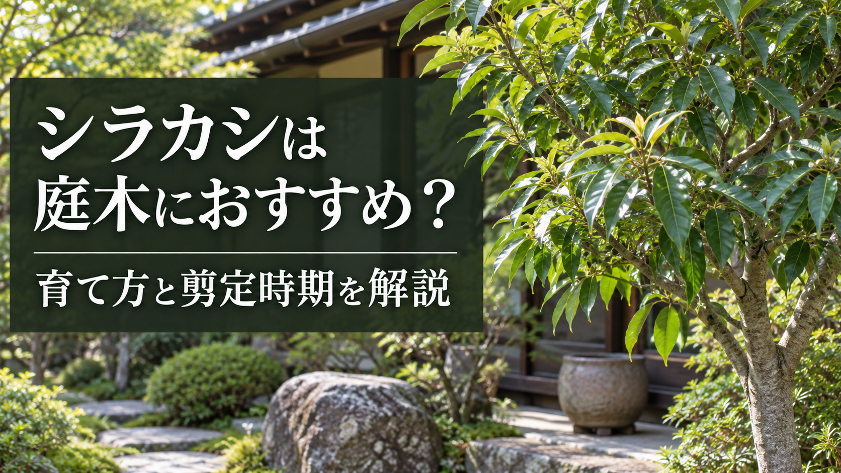 シラカシの庭木としての育て方と剪定