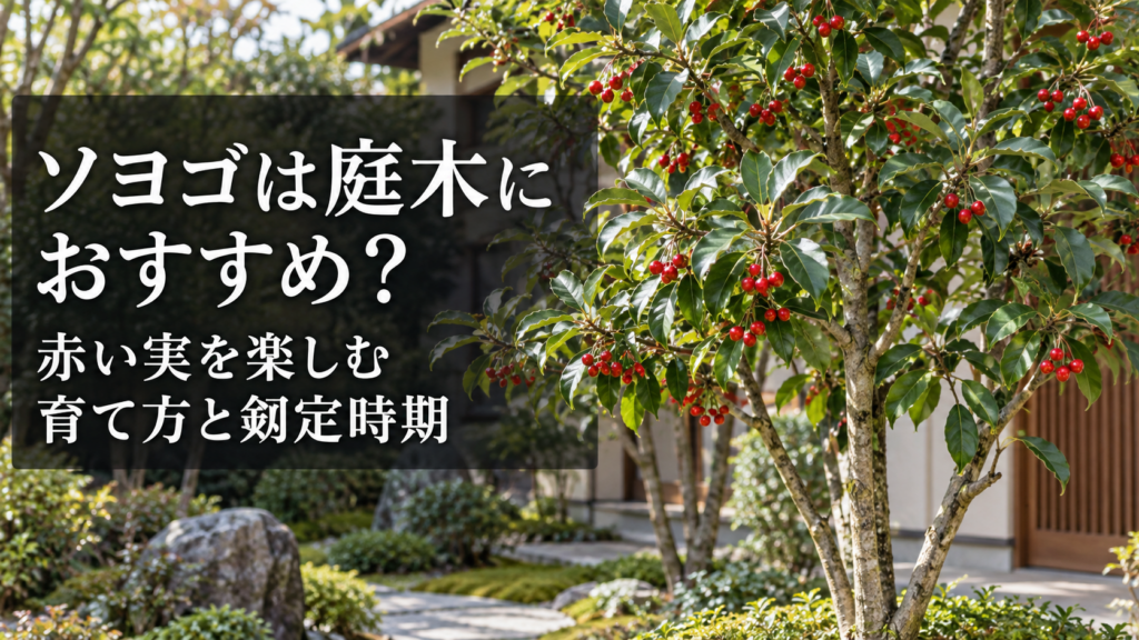 ソヨゴの赤い実と庭木としての育て方