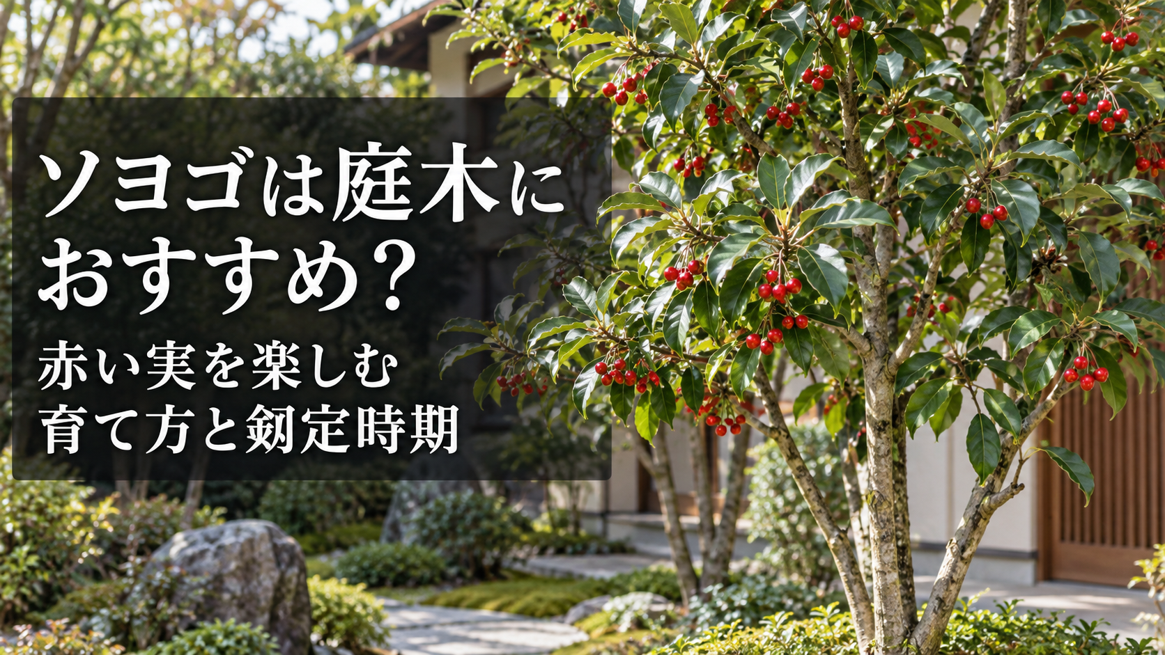 ソヨゴの赤い実と庭木としての育て方