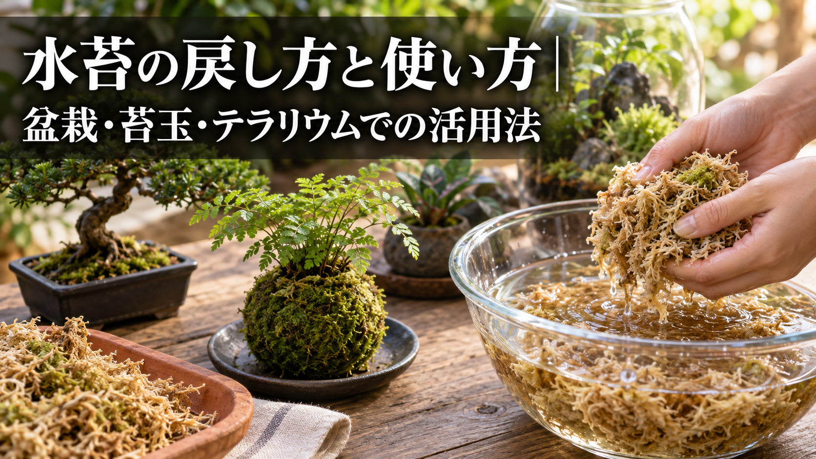 水苔の戻し方と盆栽・苔玉・テラリウムでの使い方