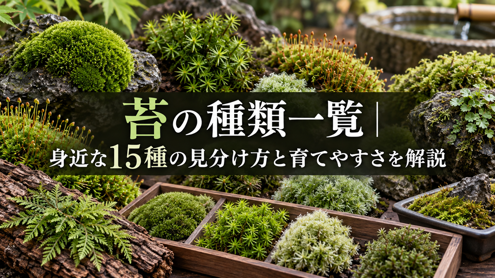身近な苔15種の見分け方と育てやすさ