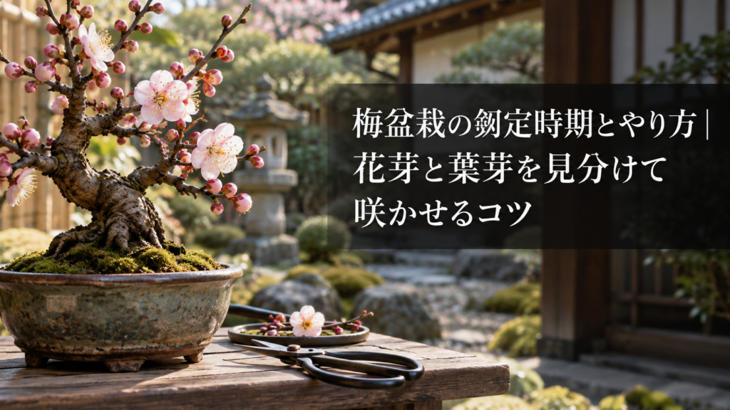 梅盆栽の花芽と葉芽の見分け方・剪定作業