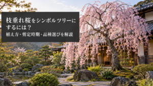 枝垂れ桜のシンボルツリー植栽例