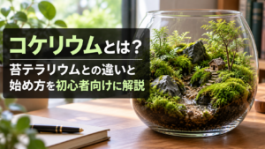 コケリウムと苔テラリウムの違いと始め方