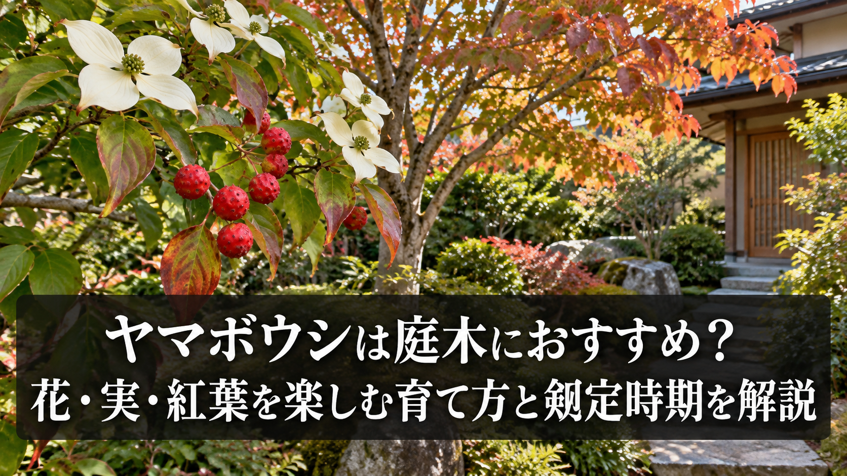 ヤマボウシの花と庭木としての姿