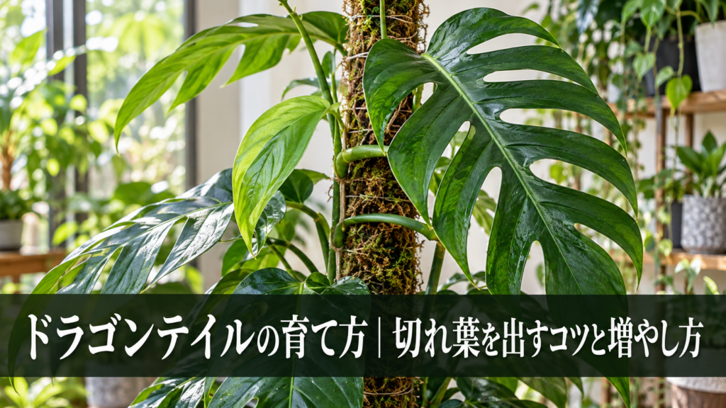 ドラゴンテイルを支柱で登らせて育てる様子