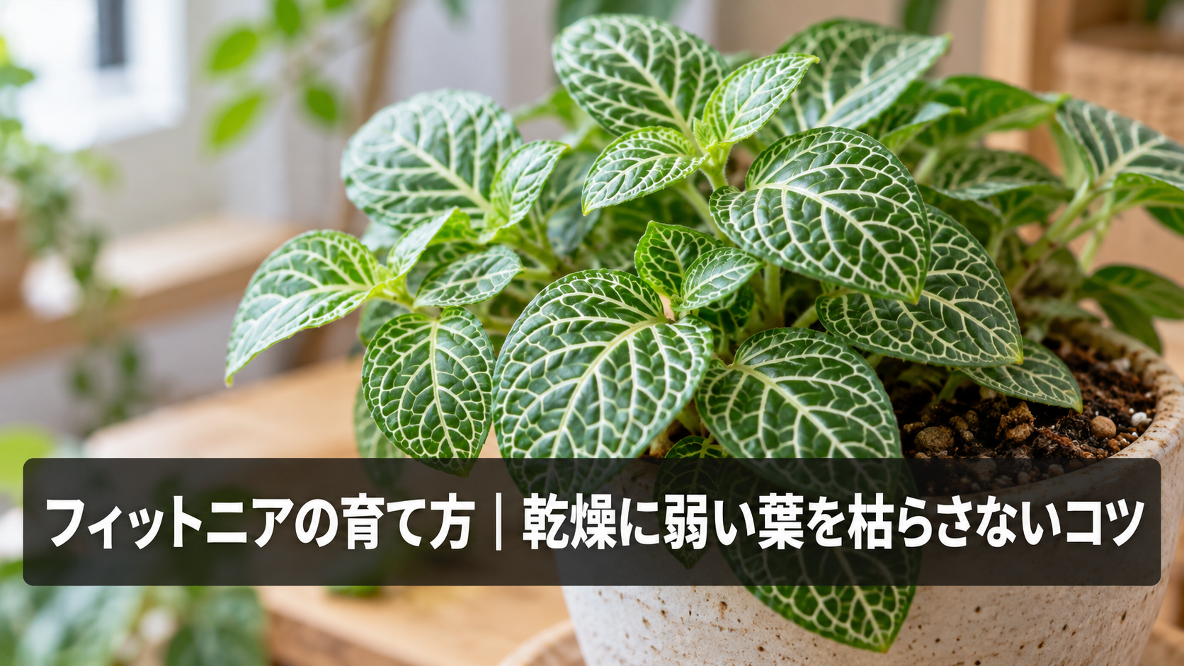 フィットニアの葉の様子