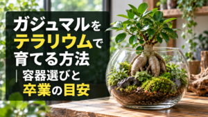 ガジュマルのテラリウム栽培と容器選びのポイント
