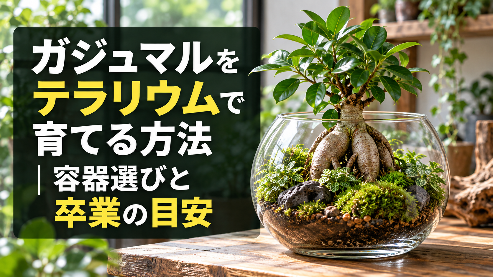 ガジュマルのテラリウム栽培と容器選びのポイント