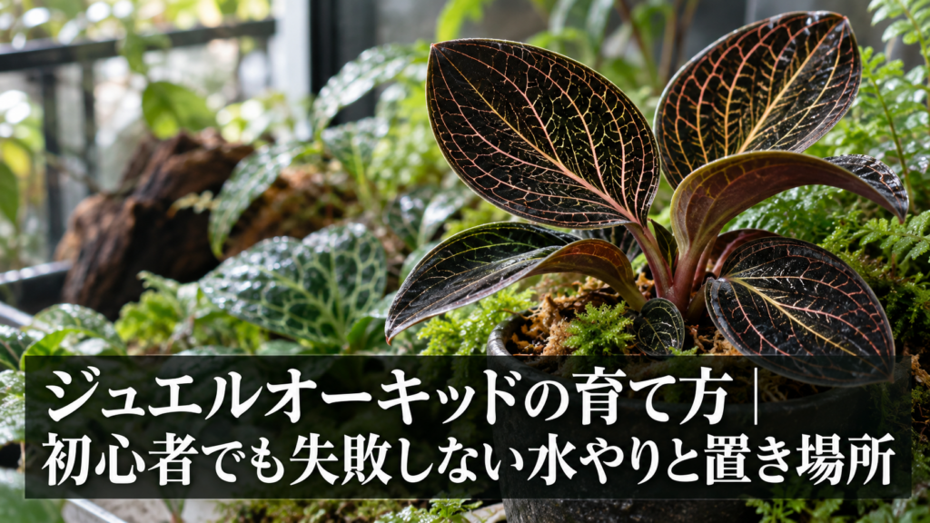 ジュエルオーキッドの育て方の様子