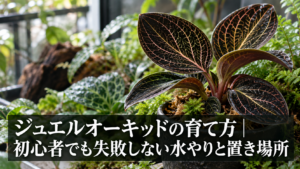ジュエルオーキッドの育て方の様子