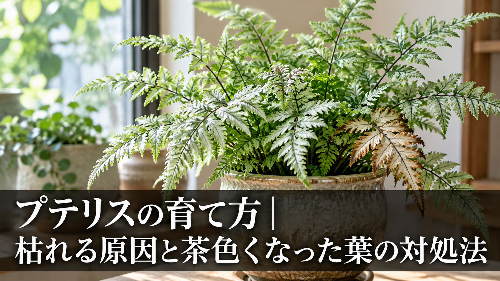 プテリス（シダ植物）の葉の様子
