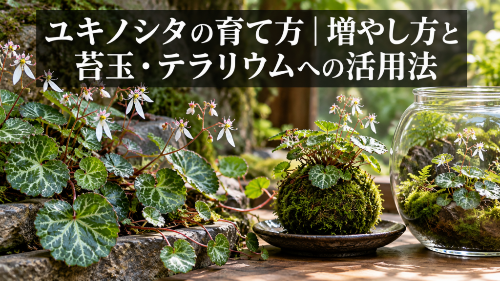ユキノシタを使った苔玉の作例