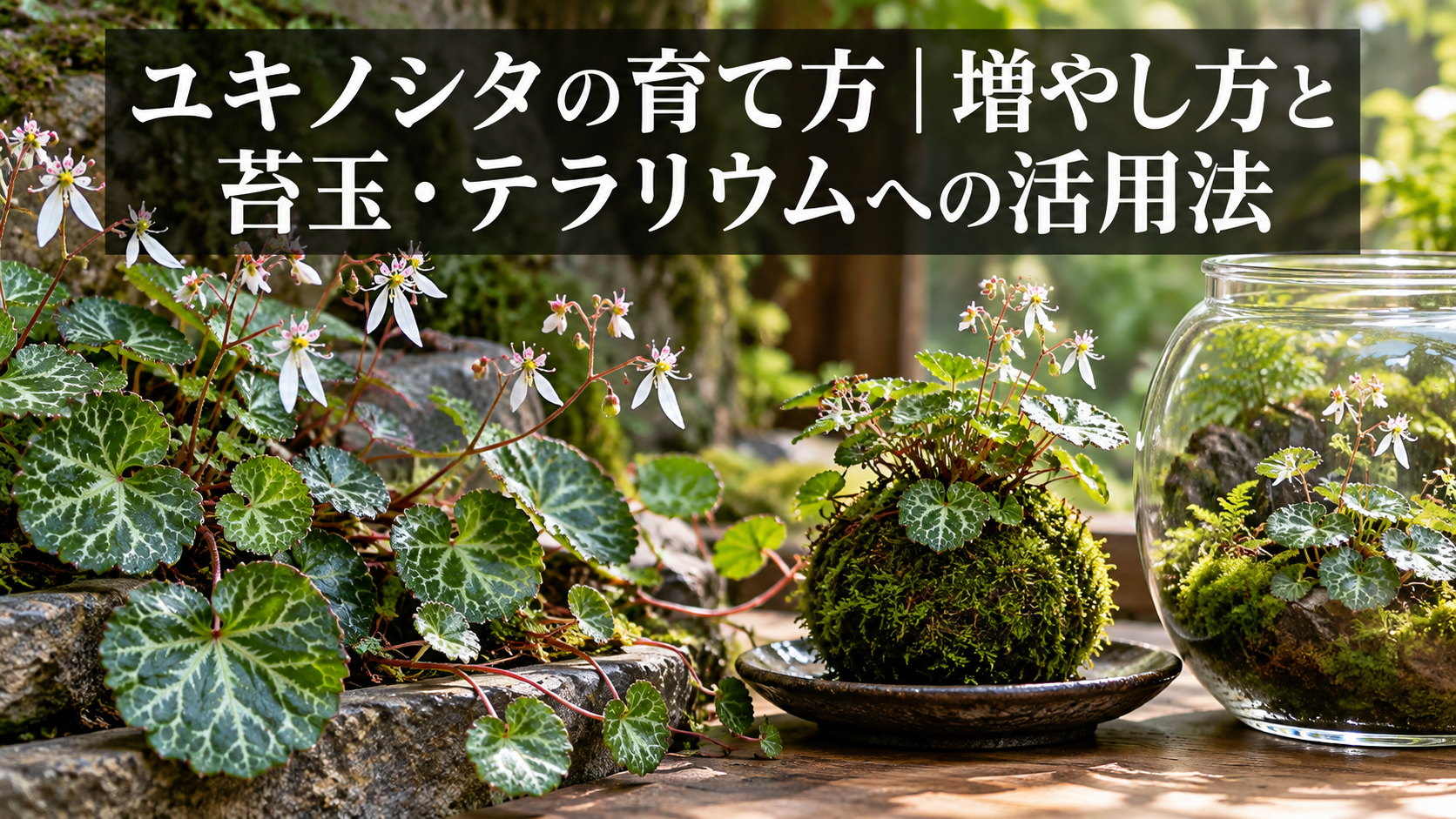 ユキノシタを使った苔玉の作例