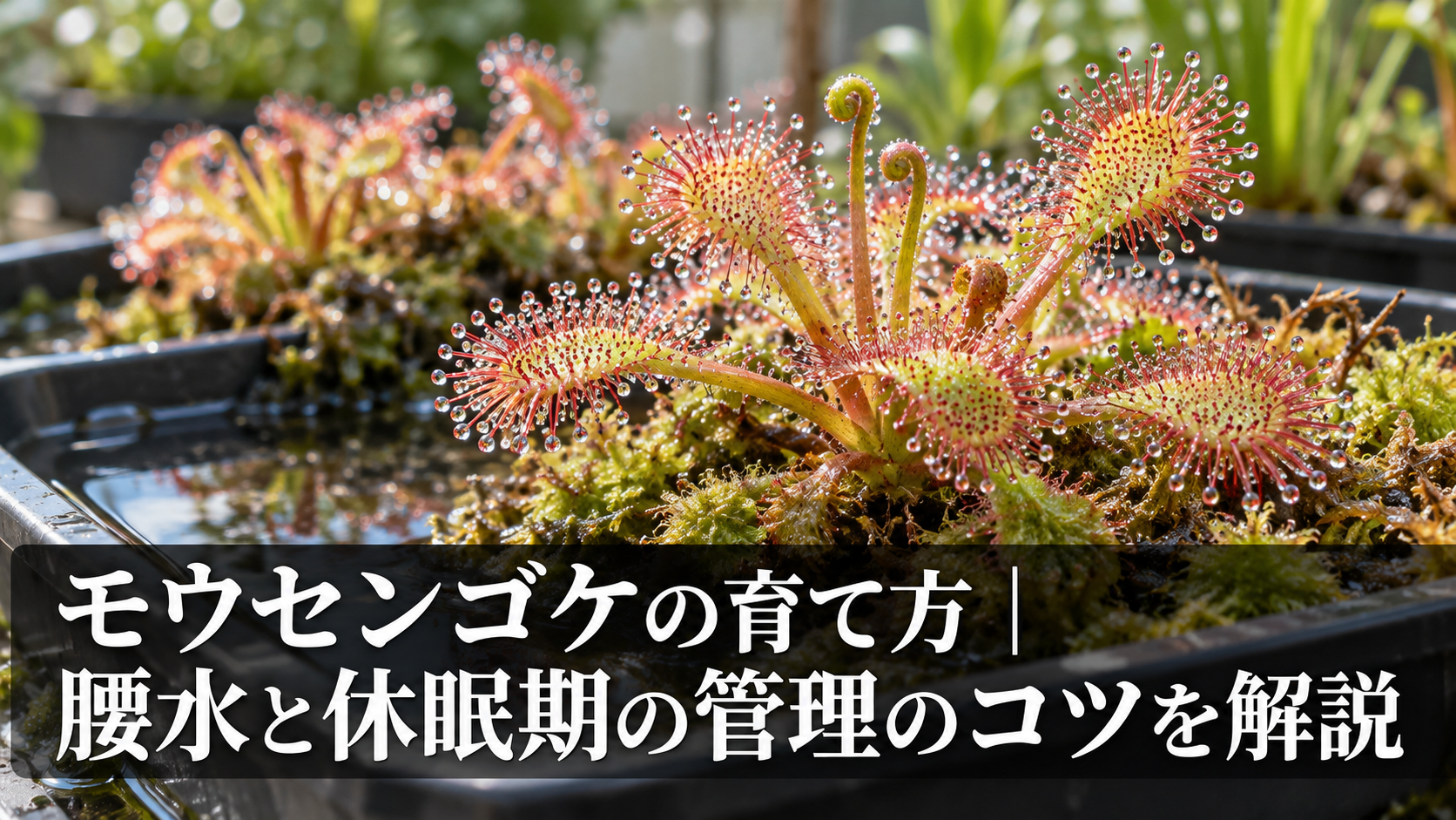 モウセンゴケの腰水管理の様子